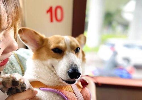 吃瓜最新爆料小鹿酱,吃瓜群众热议的最新娱乐圈风云