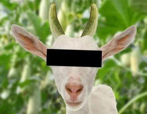 网红吃羊瓜测评,口感与营养的双重盛宴