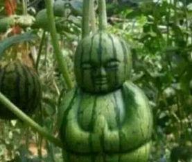 内蒙吃瓜网红事件真相,真相背后的网络舆论风暴