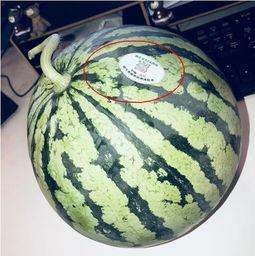 关于武都网红吃瓜,揭秘网络热点背后的故事